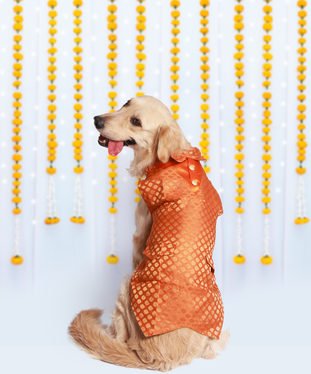 Costume German Shepherd In Clothes Hot Dog Winter Outfits Online DogsMart Dog  Winter Jackets Waterproof And