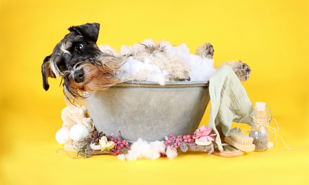 Summer Ready: Essential Grooming Tips for Your Dog's Comfort