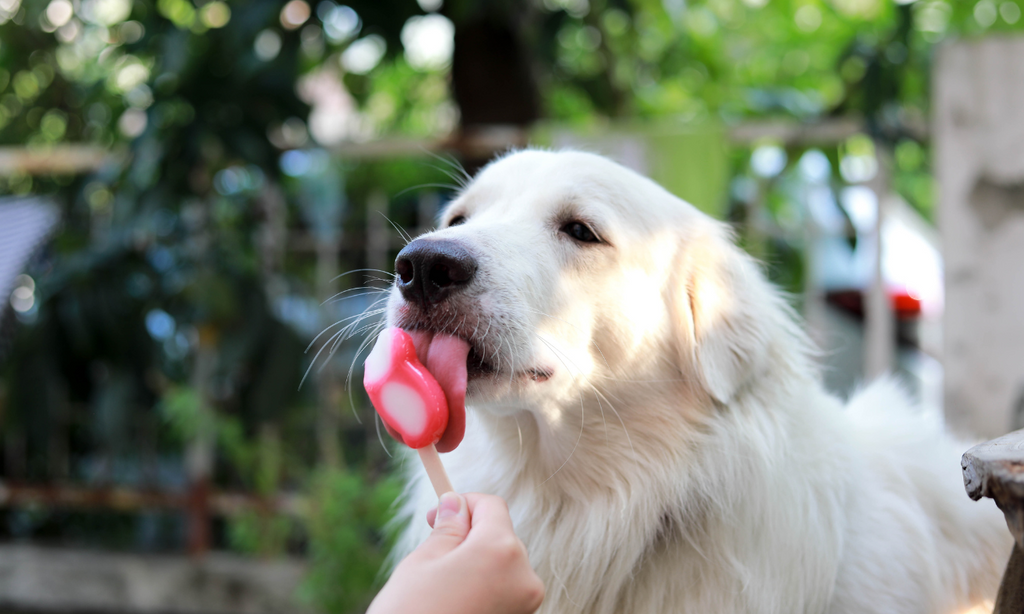 Beat the Heat with DIY Summer Treats: Delicious & Healthy Snacks for Your Pup