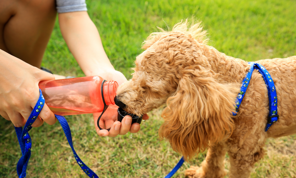 Top Tips to Keep Your Dog Hydrated During Summer