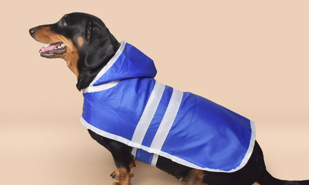 Rainy Day Adventures: How Dog Raincoats Can Keep Your Pup Dry and Happy