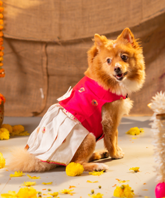 Iconic Dog Dress Pack of 2