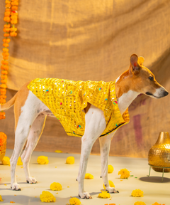 Dog Kurta Yellow