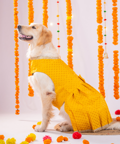 Festive Brocade Dog Dress (Yellow)