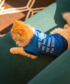 I only love my bed Cat T-shirt