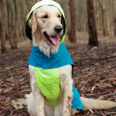 Drop Dog Raincoats Pack of 2