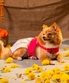 White-Pink Dog Dress