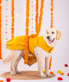 Festive Brocade Dog Dress (Yellow)
