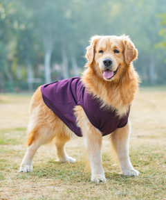 Plum Dog Hoodie