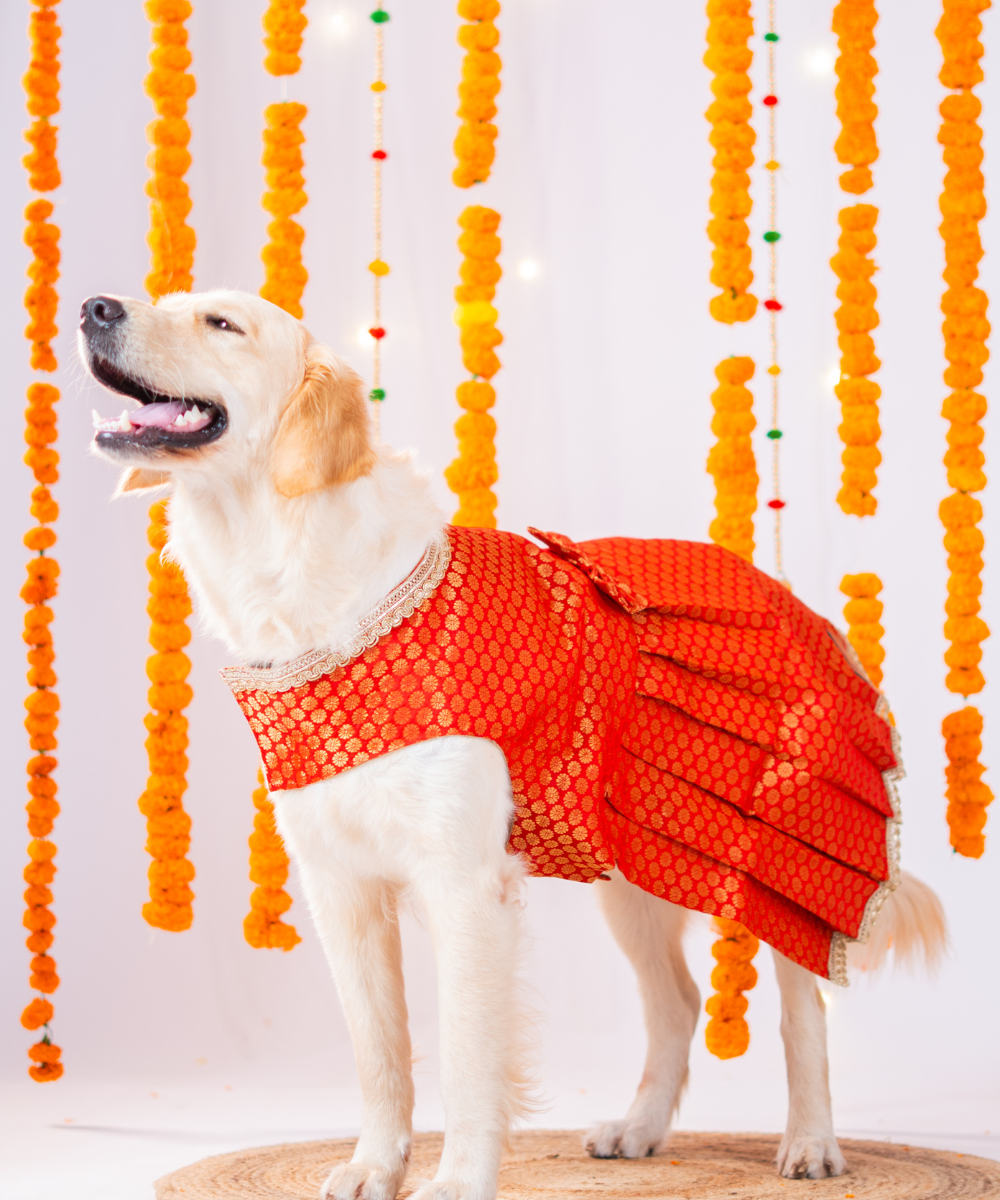 Festive Brocade Dog Dress (Red) – Pet Set Go