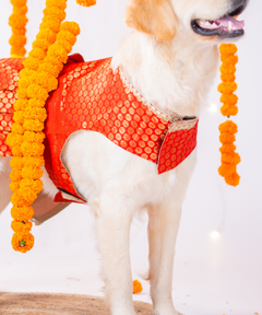 Festive Brocade Dog Dress (Red)