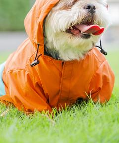 Full-Coverage Dog Raincoat: Orange-Blue