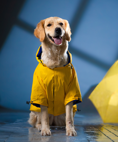 Drop Dog Raincoats Pack of 2