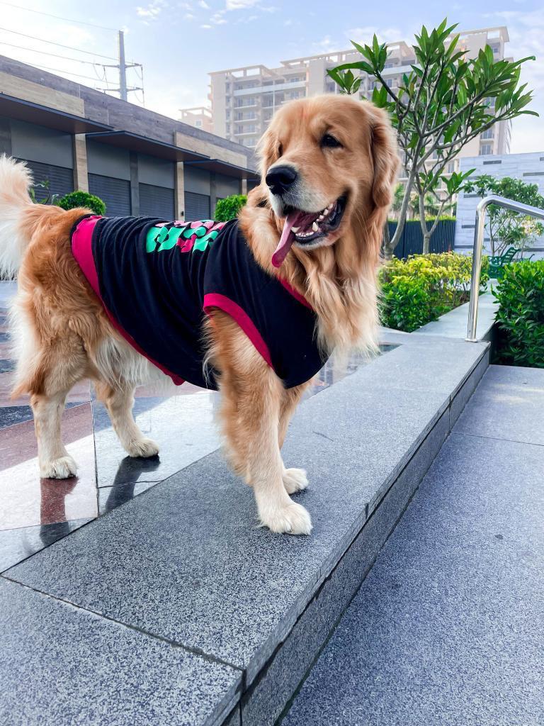 Pet Set Go - Pet Clothing, Pet Toys and Pet T-shirts