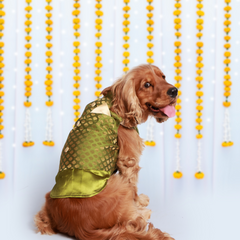 Dog Kurta with Bowtie Orange