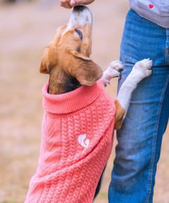 Cozy Dog sweaters Pack of 2