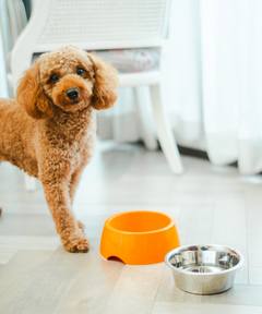 2-in-1 Melamine Dog Bowl Orange