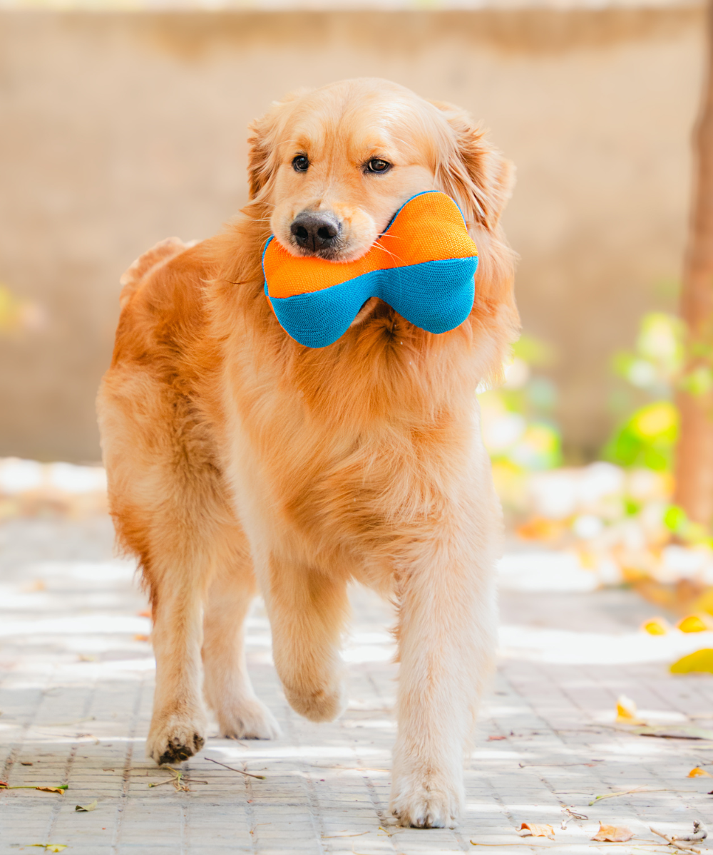 Buy Dog Accessories – Fun, Functional & Made for all Dogs – Pet Set Go