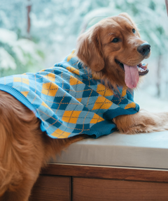 Checks Knit Dog Sweater