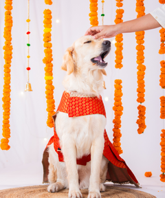 Festive Brocade Dog Dress (Red)