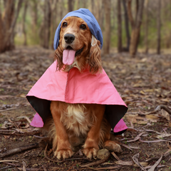 Drizzle Dog Raincoats Pack of 2