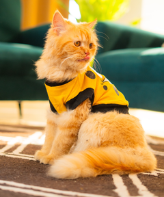 Sponge bob Cat T-shirt