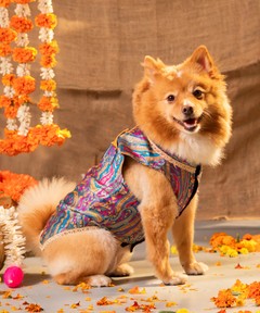 Dog Kurta with Pocket Square Neelam