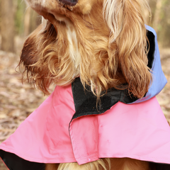 Cape Style Red Blue- Dog Raincoat