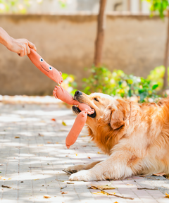 Sausage Plush Dog Toy