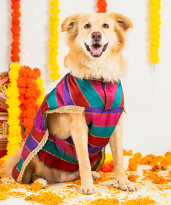 Eira Dog Kurta
