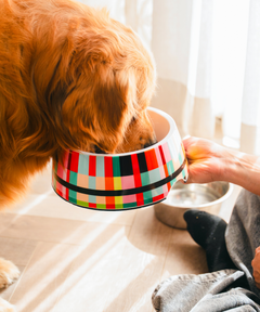 2-in-1 Melamine Dog Bowl Abstract
