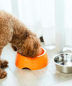 2-in-1 Melamine Dog Bowl Orange