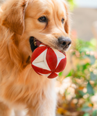 Clutch Ball Plush Dog Toy Red-White