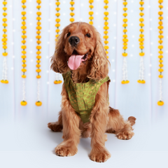Dog Kurta with Pocket Square Green