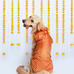 Dazzling Dog Kurtas Pack of 2