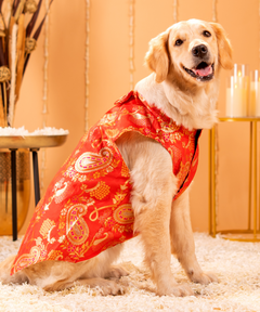 Cute Dog Kurtas Pack of 2