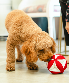 Clutch Ball Plush Dog Toy Red-White
