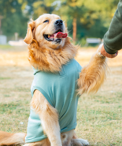 Teal Dog Hoodie