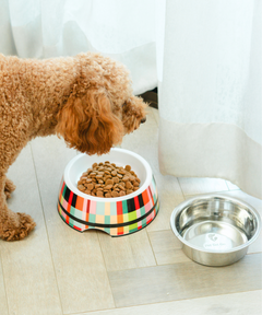 2-in-1 Melamine Dog Bowl Abstract