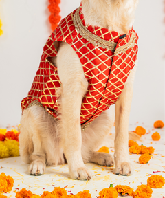 Dog Sherwani Red