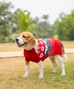 Ember Dog sweaters Pack of 2
