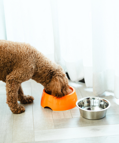 2-in-1 Melamine Dog Bowl Orange