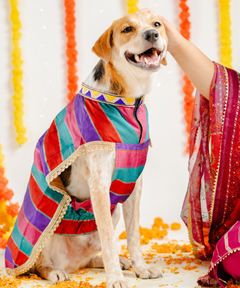 Eira Dog Kurta