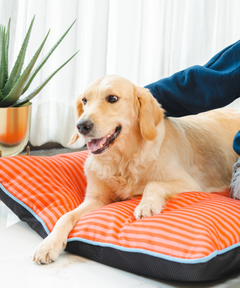 Duo Dreamer Pillow Bed (Orange)