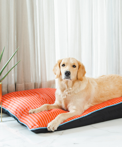 Duo Dreamer Pillow Bed (Orange)
