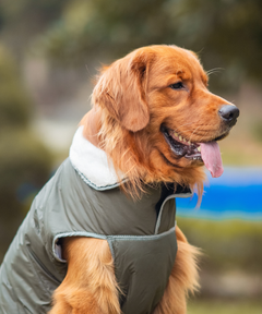 Dog Jacket