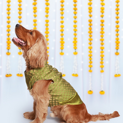 Dog Kurta with Pocket Square Green