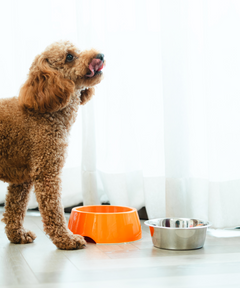 2-in-1 Melamine Dog Bowl Orange