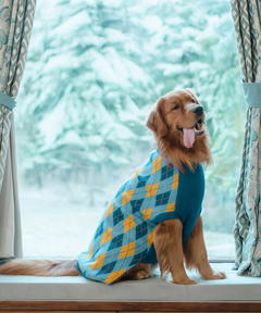 Checks Knit Dog Sweater