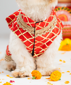 Dog Sherwani Red